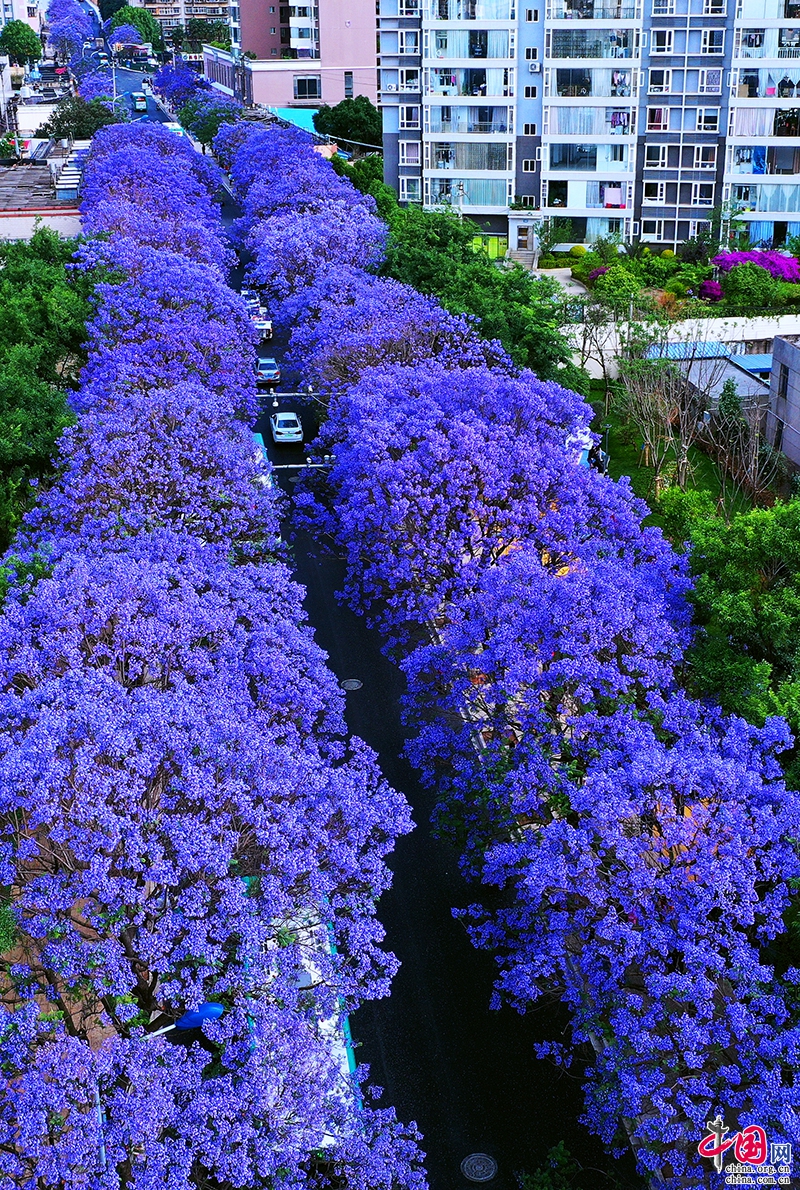 美丽昆明:教场中路蓝花楹